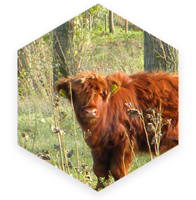 t Hof van Kessel - Bed & Breakfast